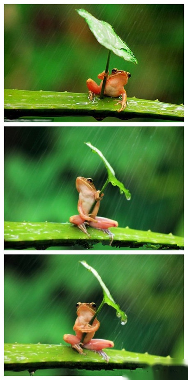 在印度尼西亚一只树蛙被拍到抱着树叶躲雨,摄影师表示这只树蛙抱了半
