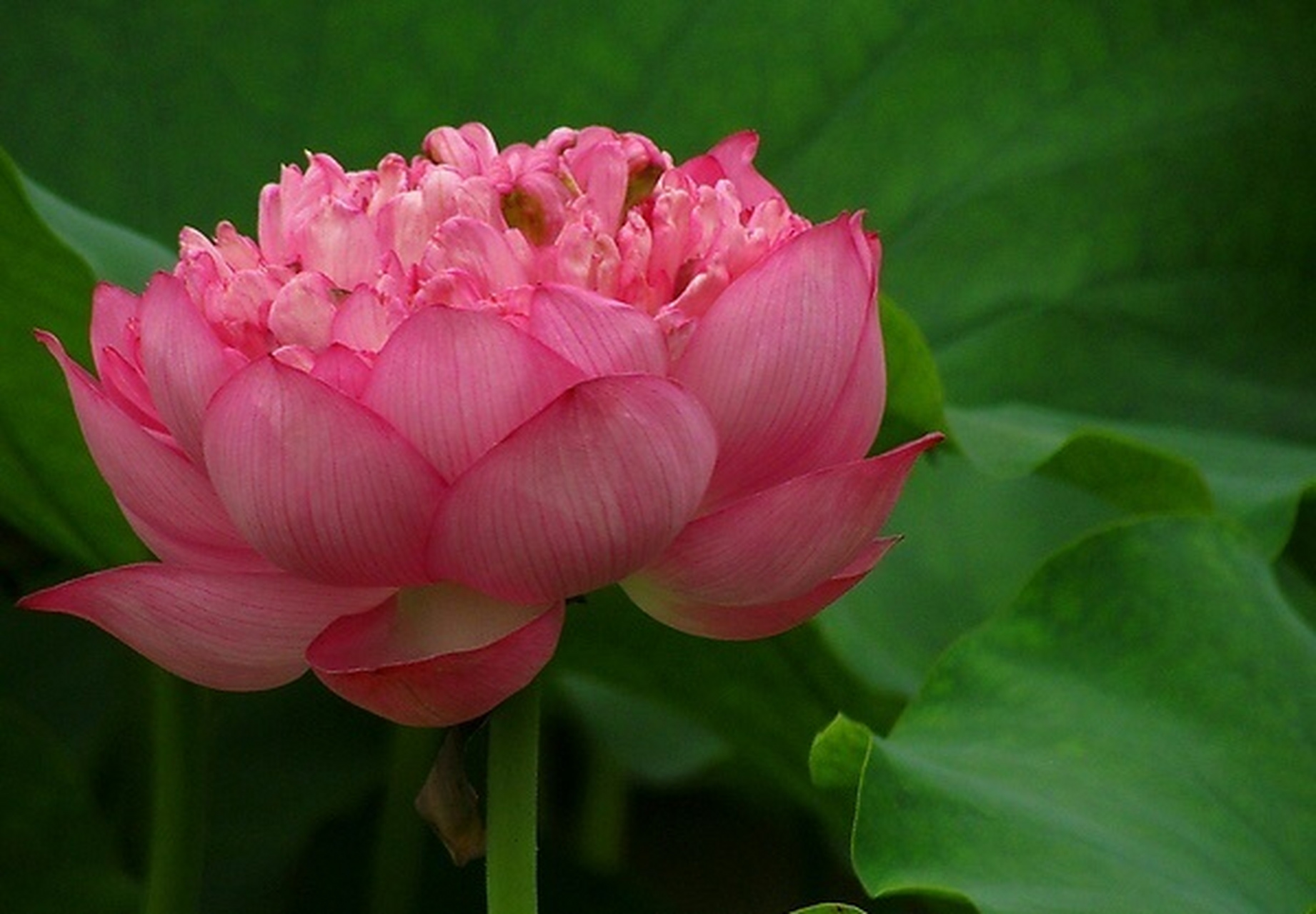 一念成悦,处处繁花处处锦 #文艺