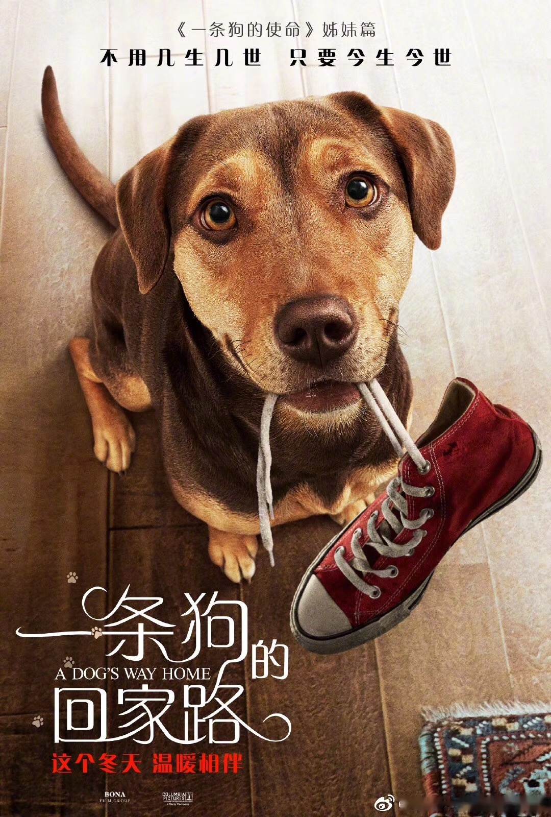 照片是在给1月18日上映的电影《一条狗的回家路》里的这条小女狗贝拉