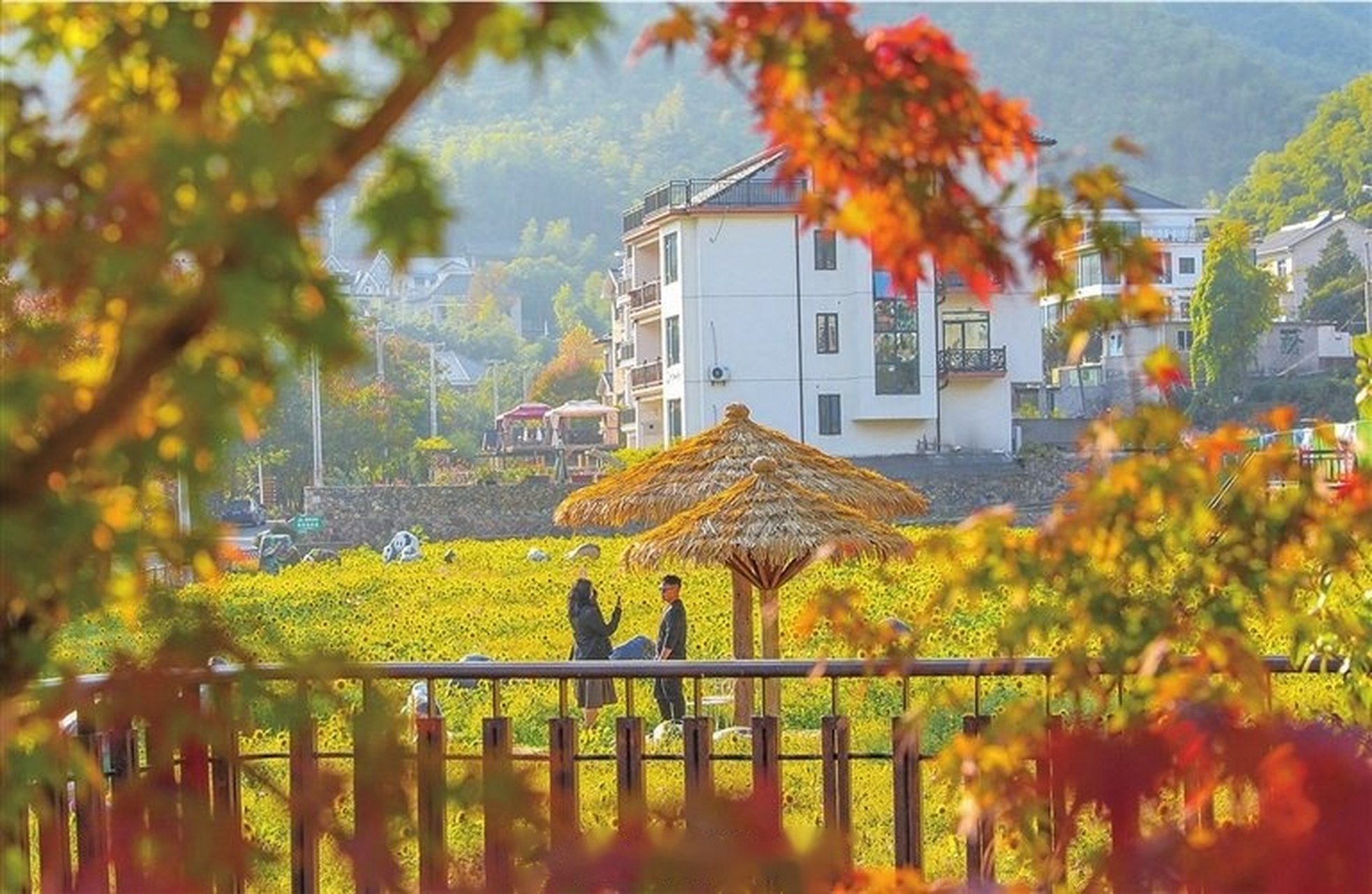 【美丽乡村入画来】莫干山镇仙潭村在花卉和红叶的点缀下,俨然是一幅