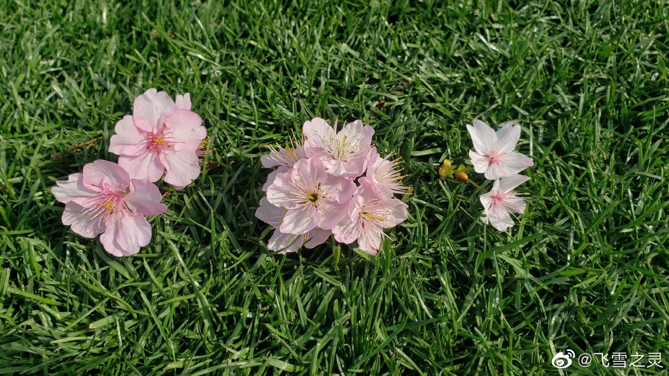 河津樱,椿寒樱,迎春樱