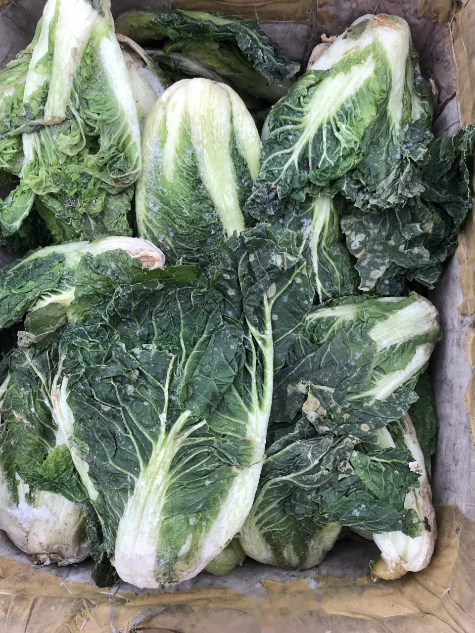 冻白菜了解下,吃过的举手.