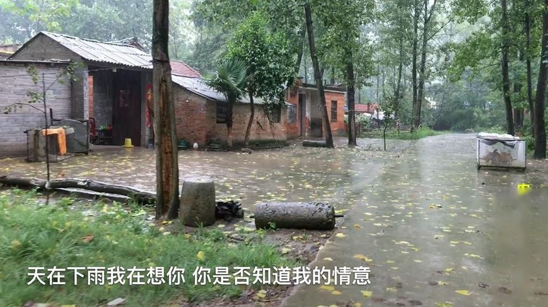 实拍河南正阳农村久违的大雨,一首《天在下雨我在想你》真应景!