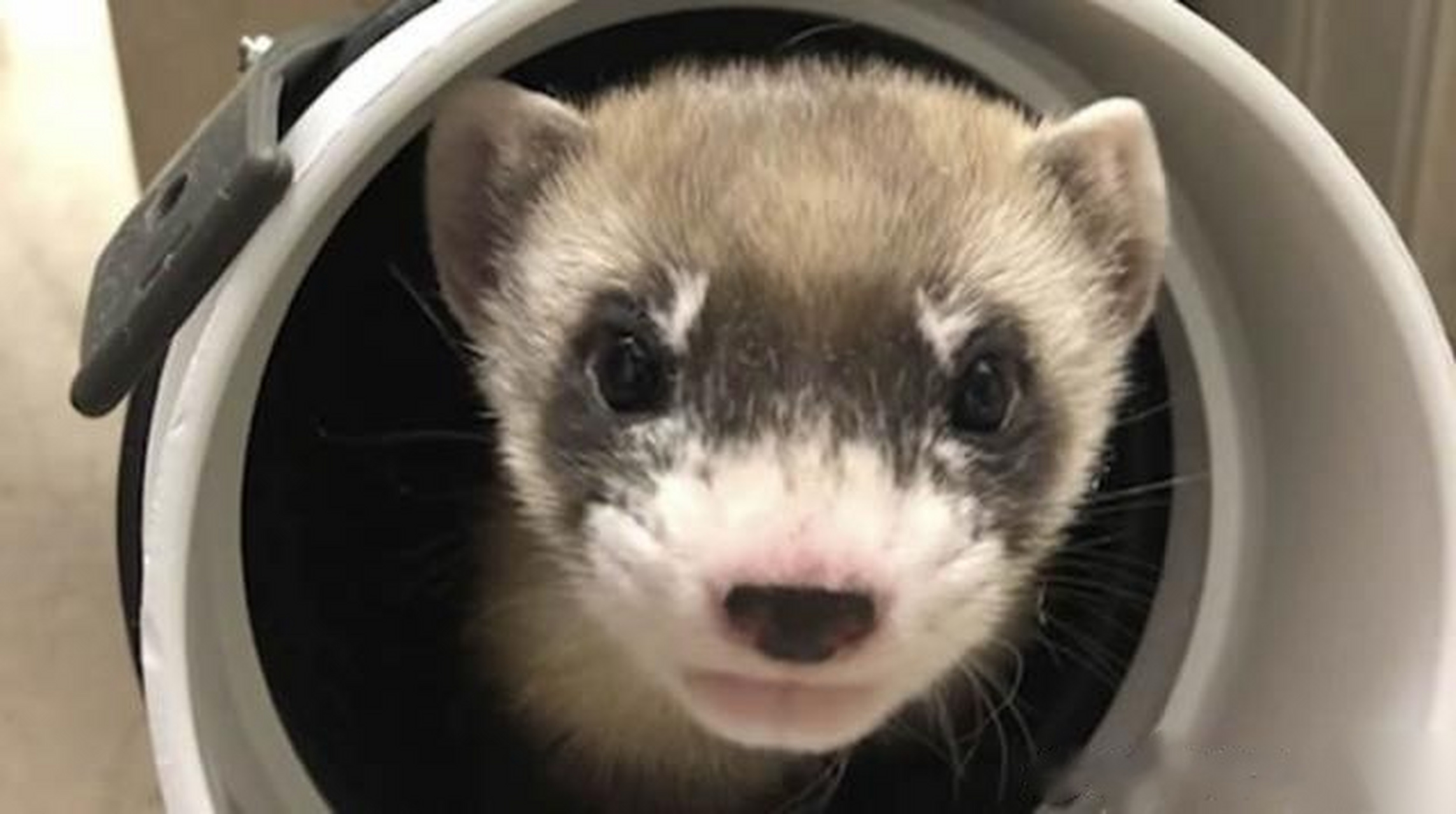 【美国首次成功克隆濒危动物黑足雪貂】  近日,美国鱼类及野生动物