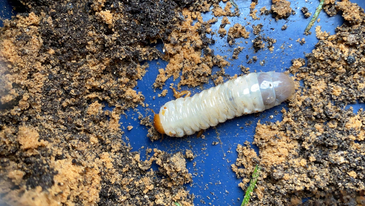 谢谢大家普及我小胖虫的知识,我现在知道了,它是一只金龟子的幼虫,在