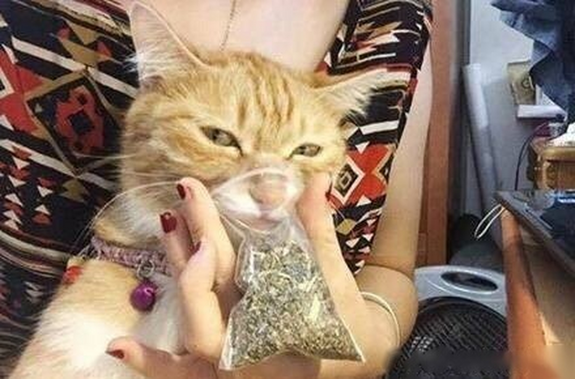 主人拿了一包猫薄荷给喵闻了下,它的表情我能笑一天.