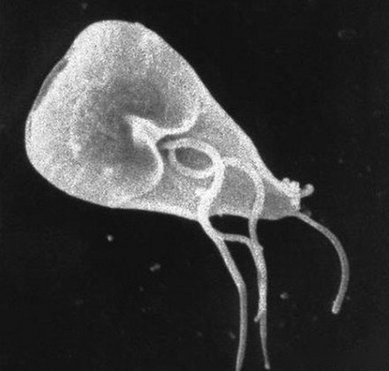 贾第虫的学名是"giardia lamblia",它是一种长有鞭毛的原生寄生虫.