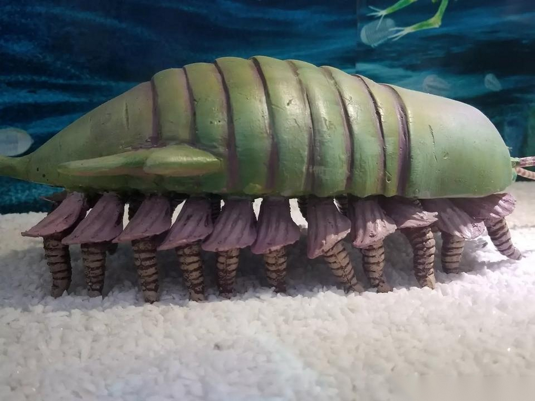 世界遗产在身边 30多年前,侯先光教授在云南澄江帽天山发现了5