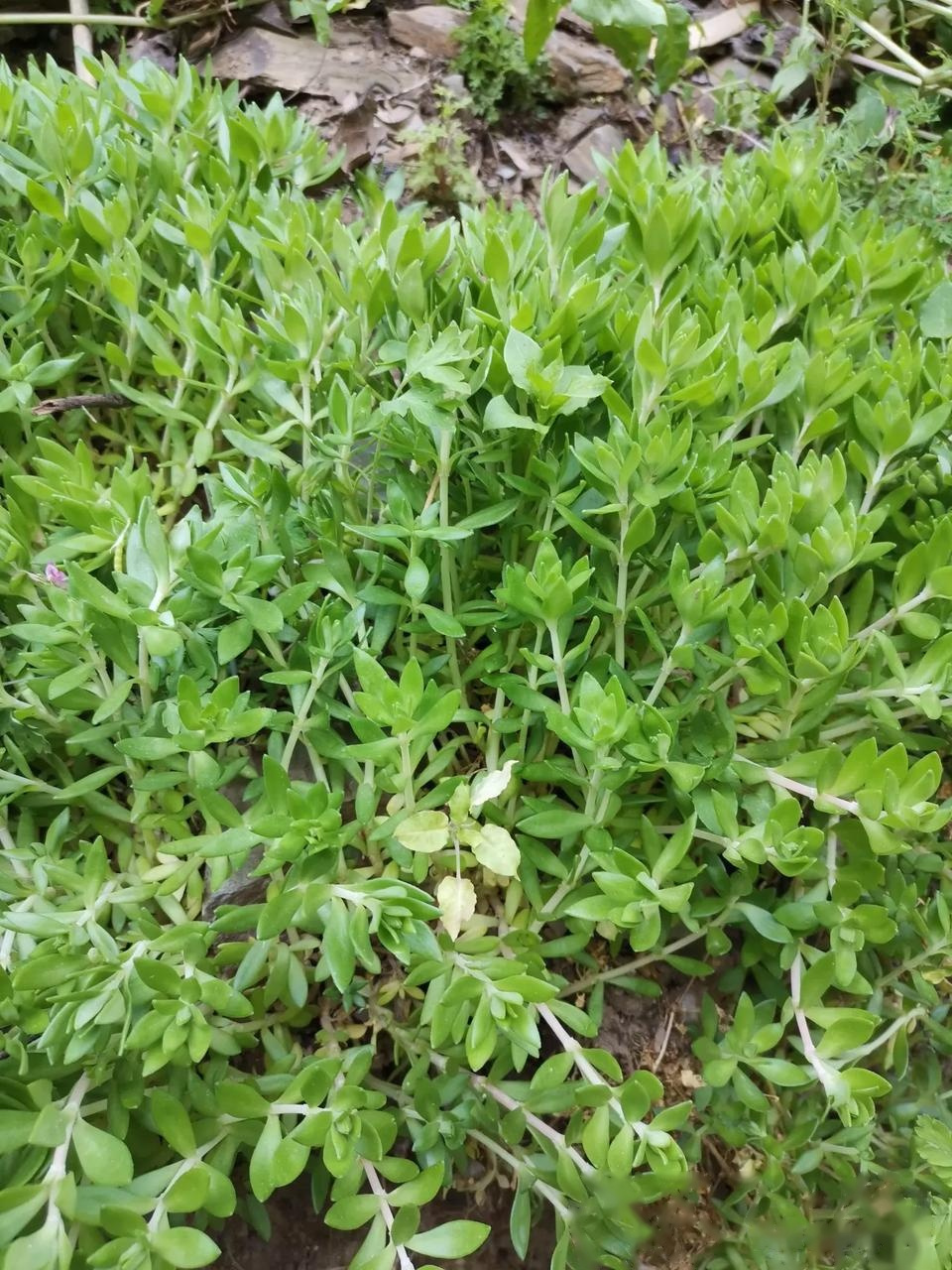 六月寒是一种草的名字,可以鲜用,也可以做菜吃味美好吃,晒干后每斤能