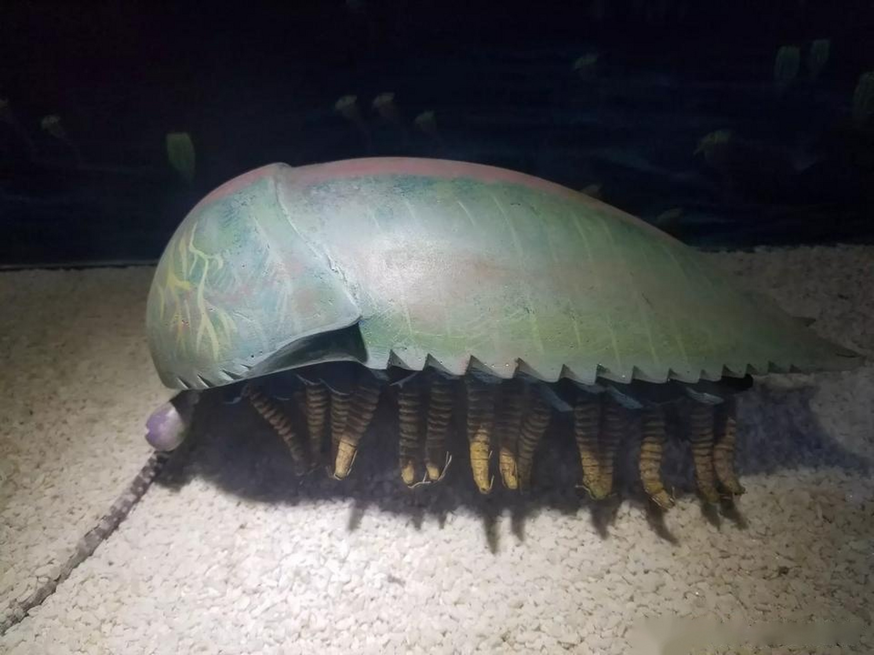 世界遗产在身边 30多年前,侯先光教授在云南澄江帽天山发现了5