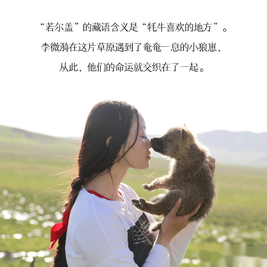 今天送出的,是野生动物画家李微漪所著的长篇纪实文学《重返狼群》