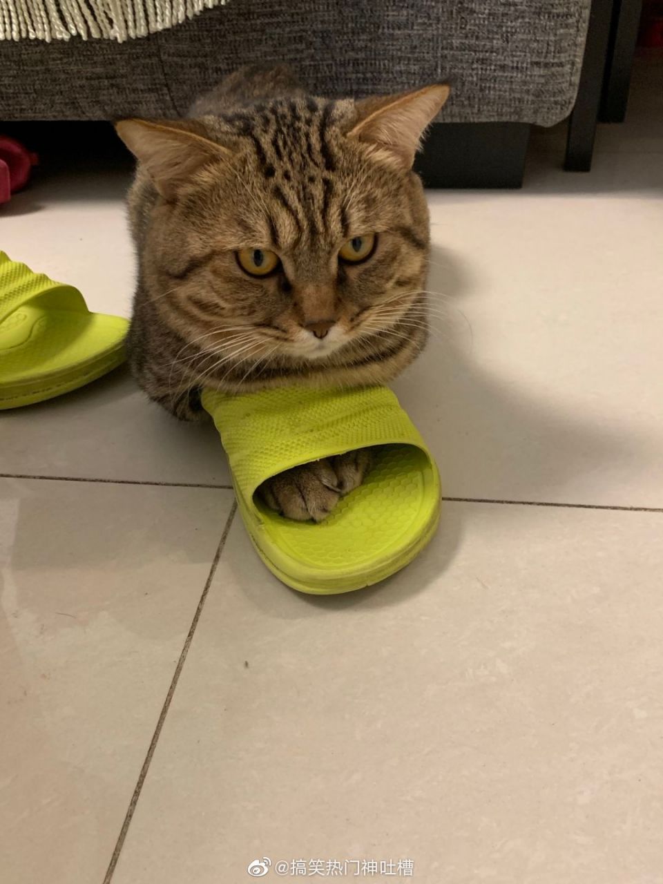 我家的猫总喜欢这样穿鞋子,好奇怪哦[喵喵]