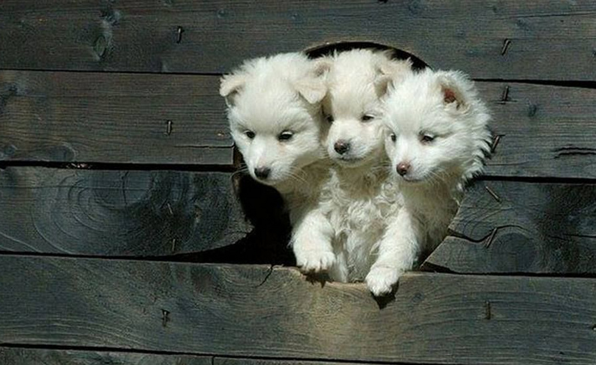 传说中的地狱三头犬,太可怕了!