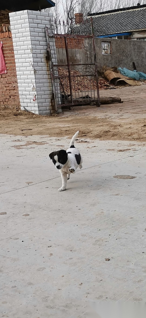 奶牛狗子?一天到晚喜欢去牛粪.