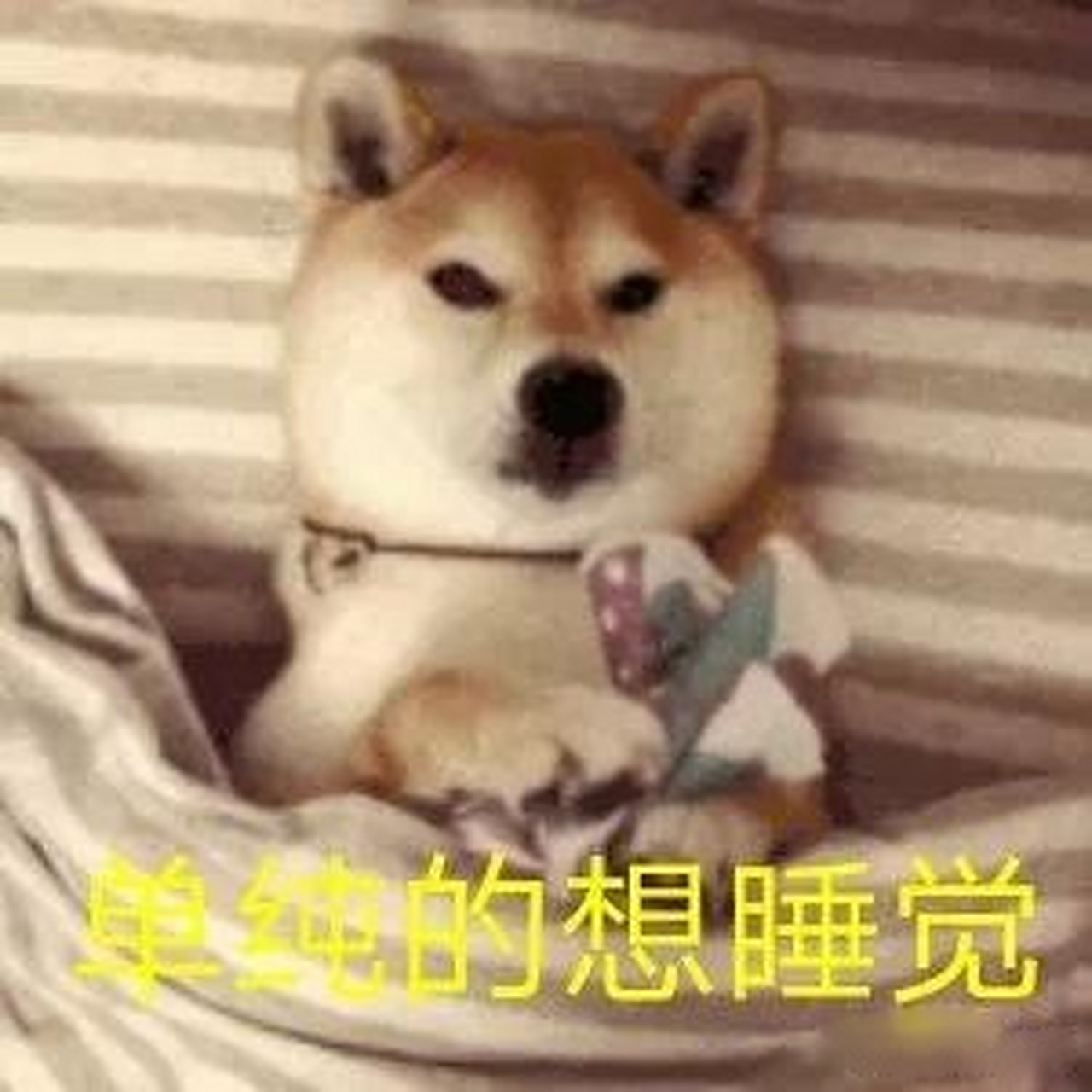 有趣表情包 有趣表情 睡觉 狗 想睡觉而已
