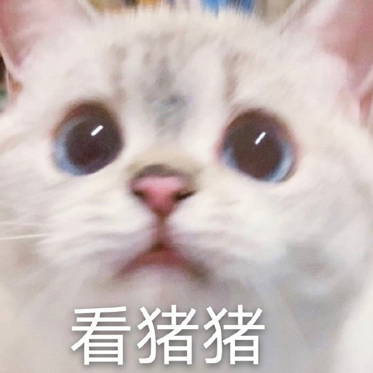 昔日份可恶表情包合集,晚上好   #国考上岸计划# #校园创作大赛
