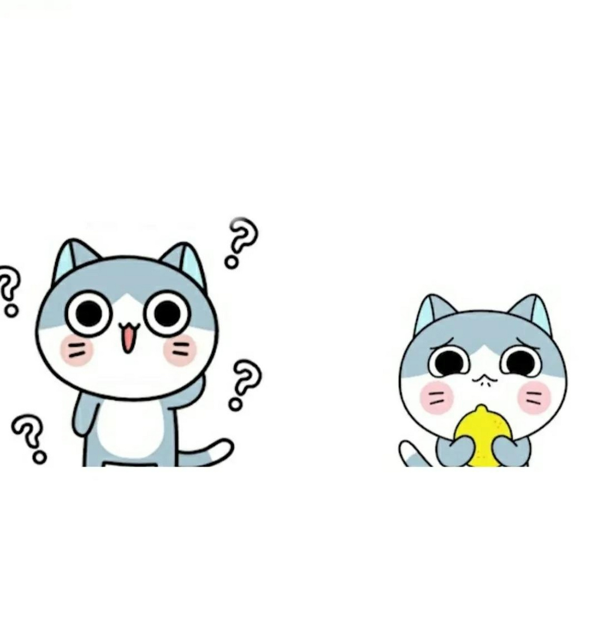 可爱的猫咪你是否有很多问号?有趣表情 猫咪 猫