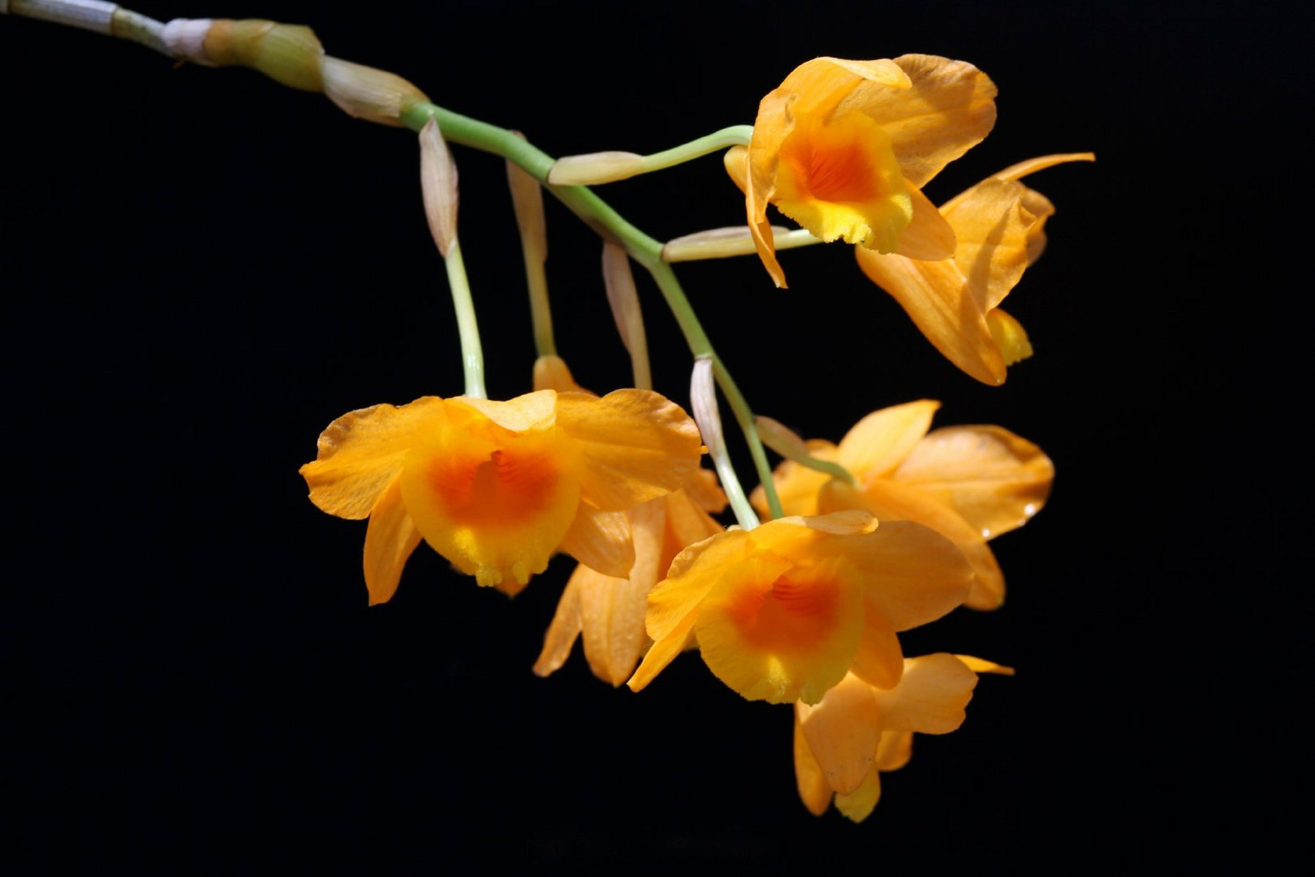 罗河石斛dendrobium lohohense,兰科,石斛属植物