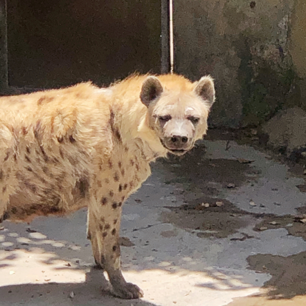 去动物园是正经事(四) 鬣狗夫妻 鬣狗第一次生孩子 不太会养 小鬣狗的