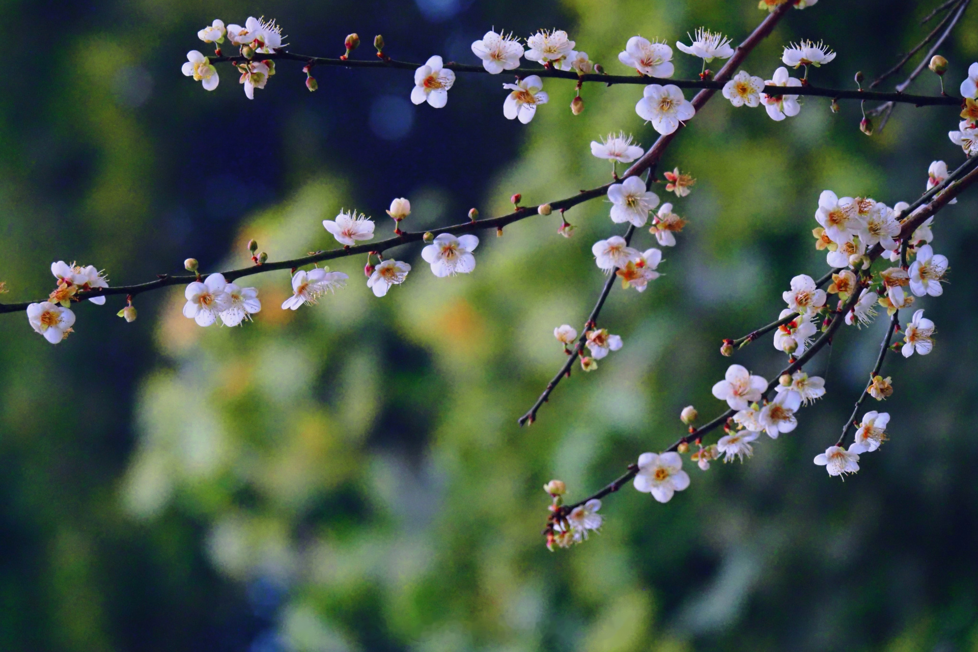 來看看梅花呀!#早安