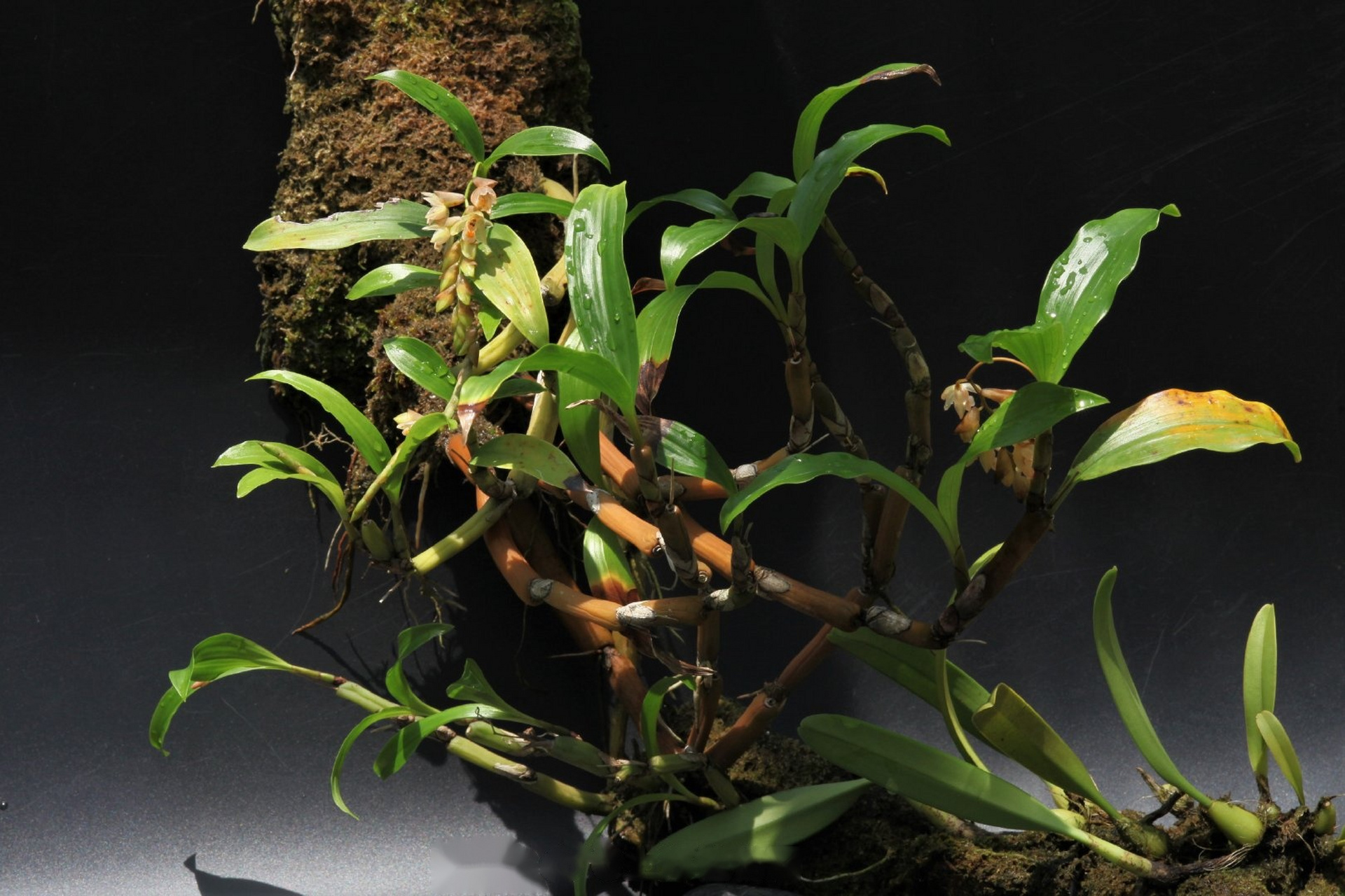 节茎石仙桃pholidota articulate,兰科,石仙桃属.