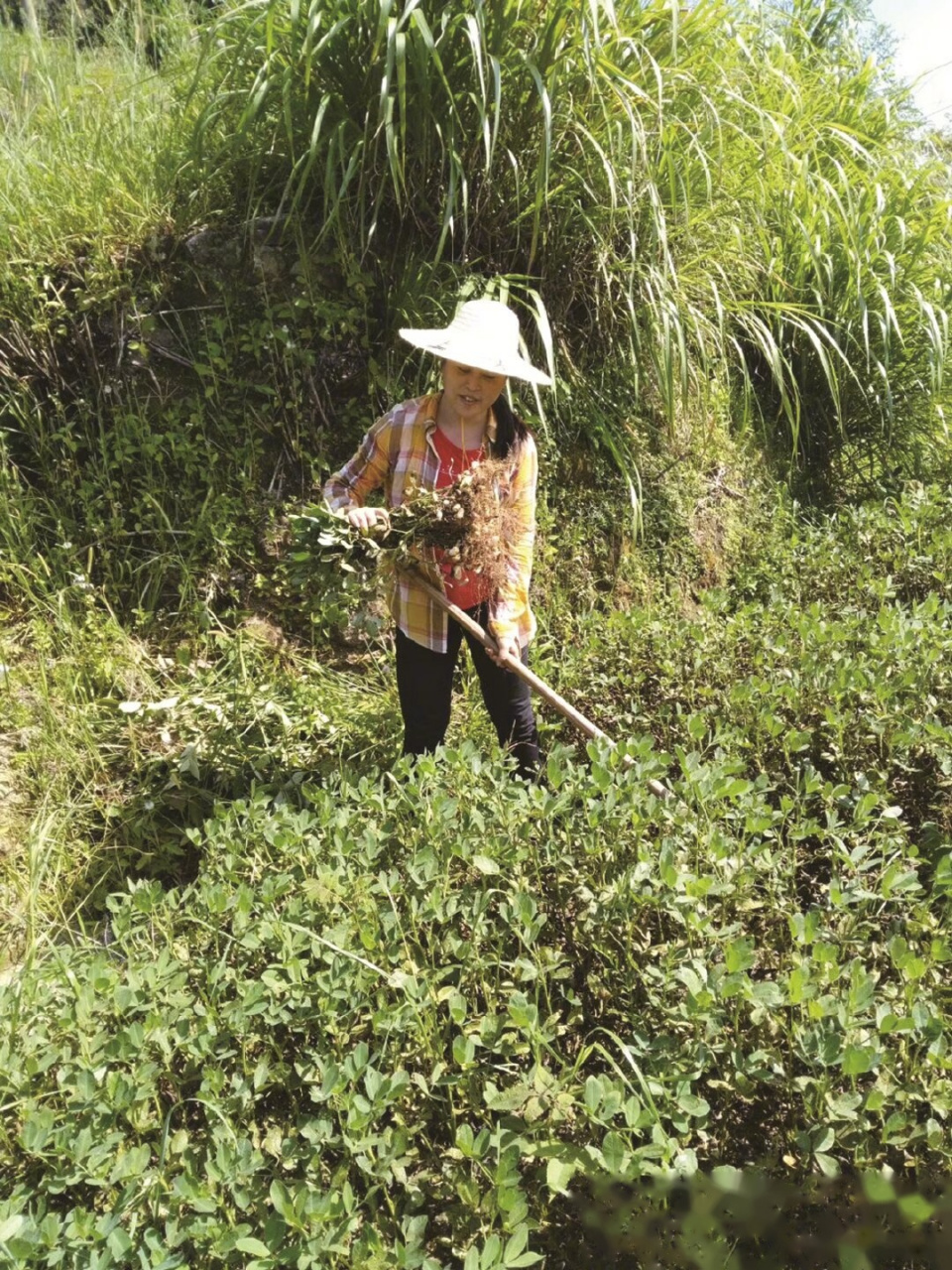 她结合福建产业特色,找准工作重点,有效推动全省农业