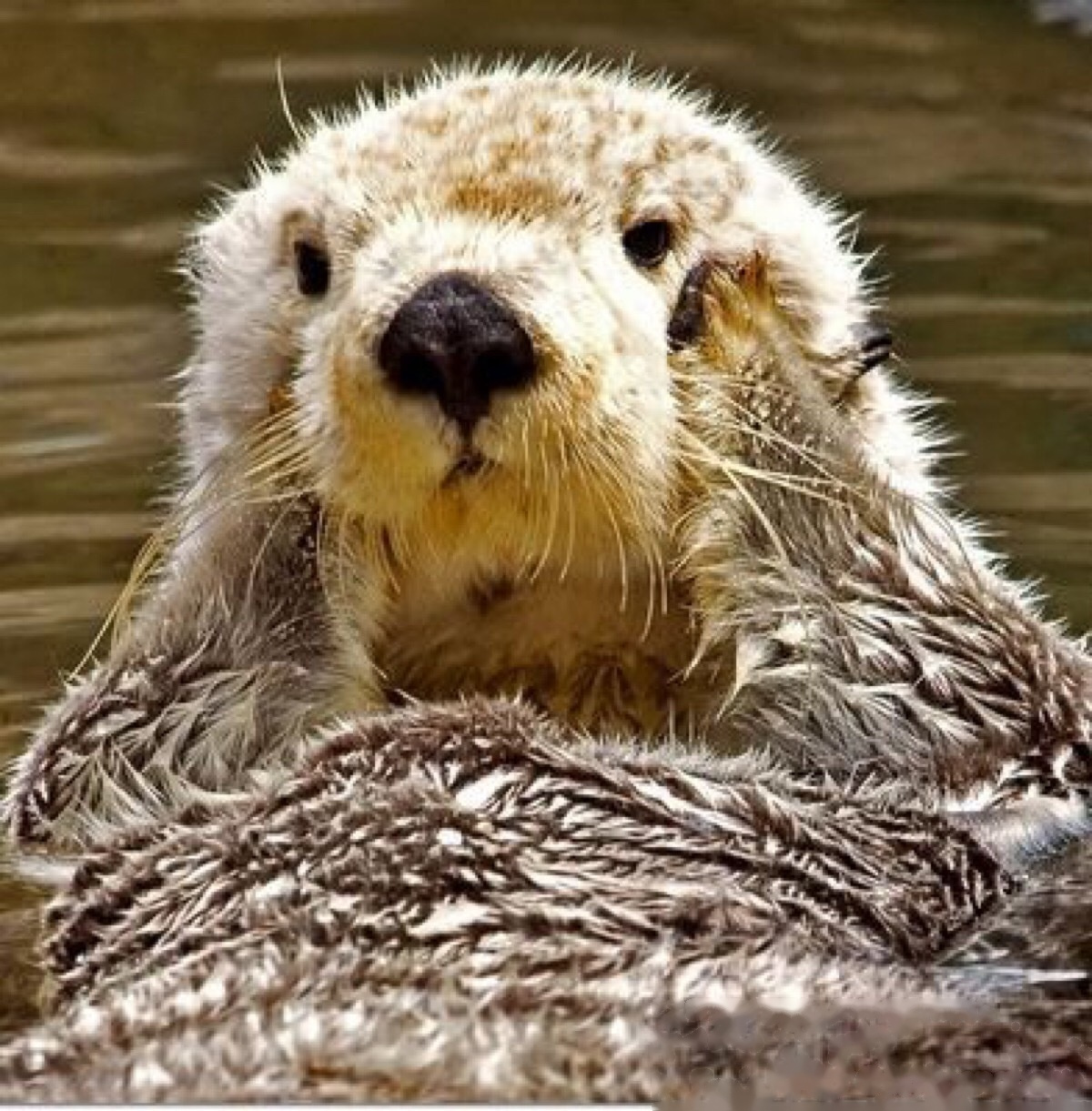 自从之前我说我成为水豚爱好者之后,有很多朋友给我