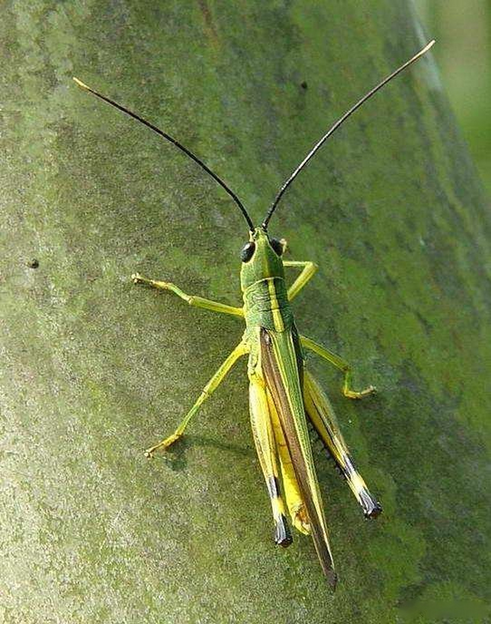【云南黄脊竹蝗灾情严重  各方全力防控】经专家论证和实地观察,该虫