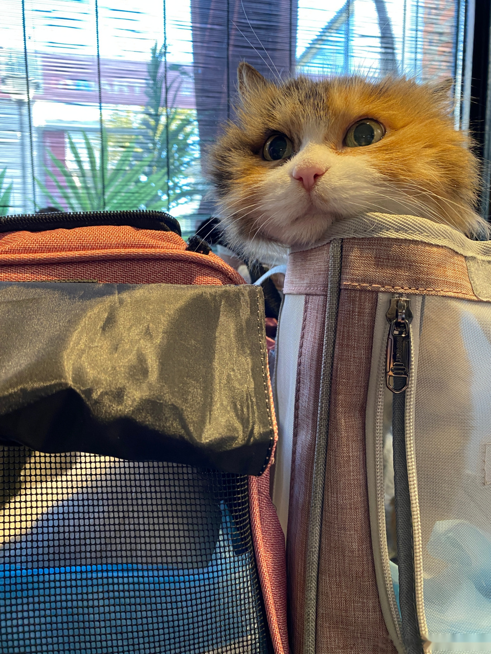 我的小虎,请你一定要加油![心]谢谢宠物医生-姚海峰博士