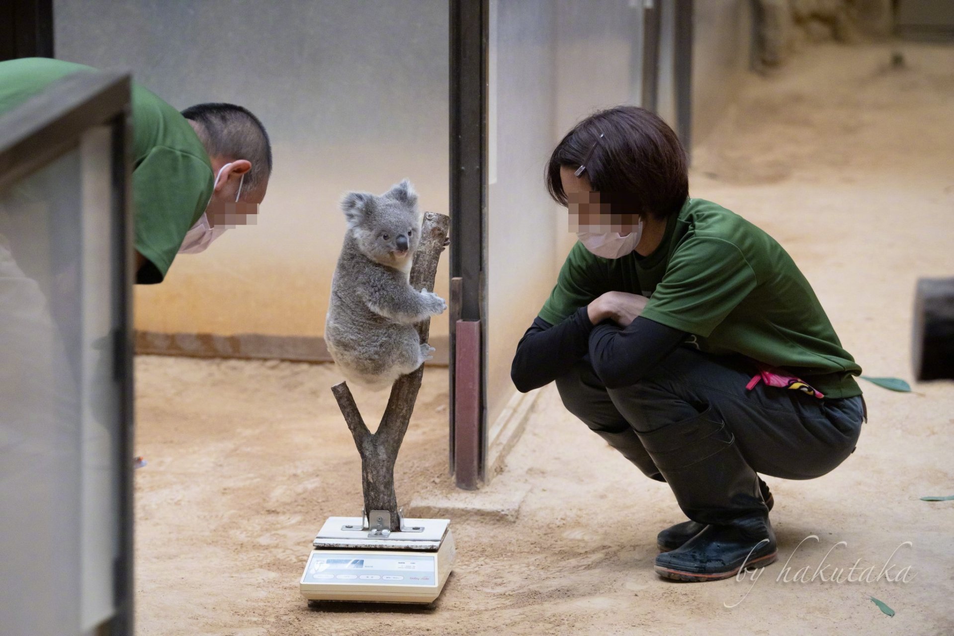 名古屋东山动植物园,考拉正在称重.