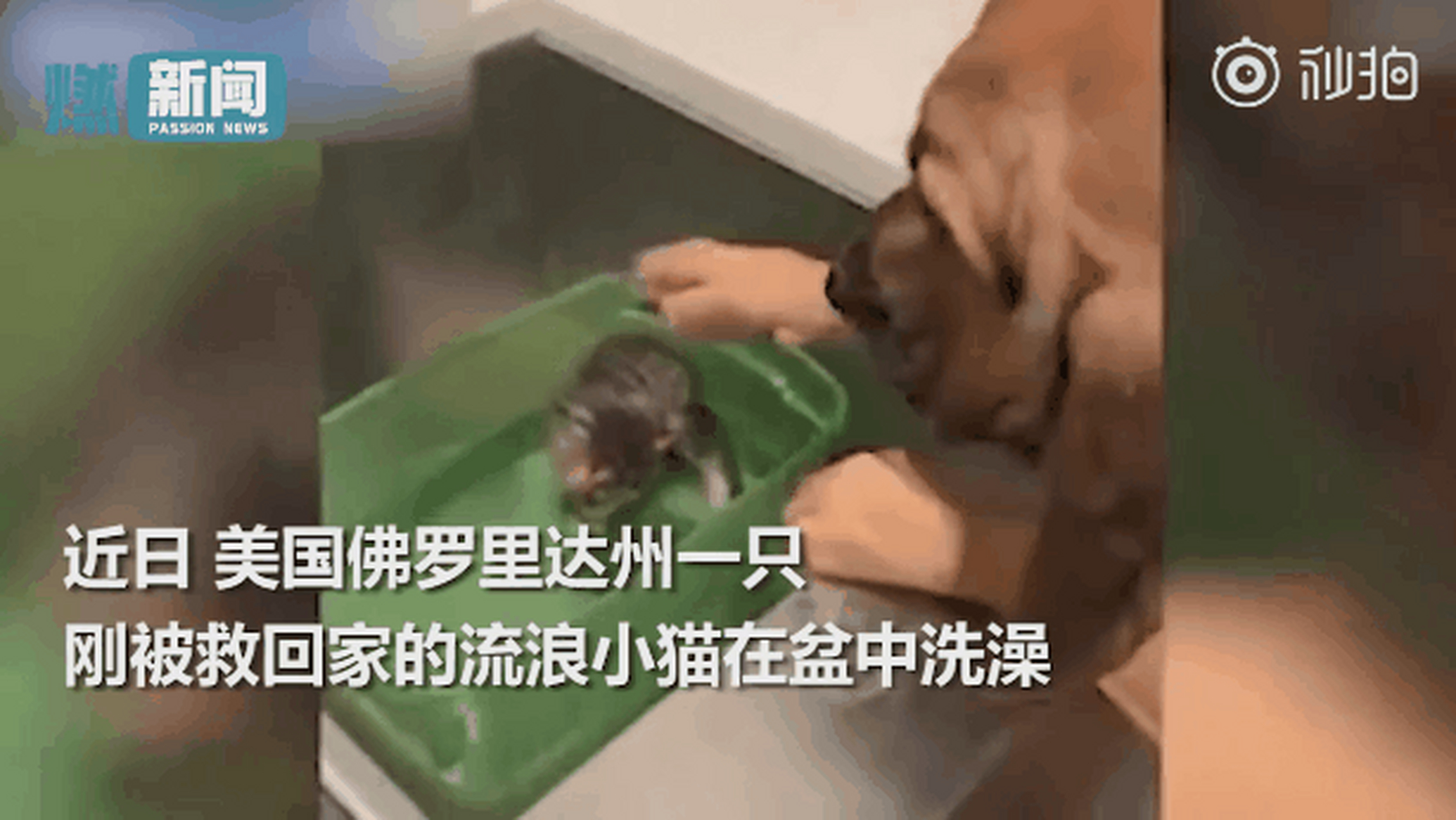 5岁小狗轻轻拍它的头安抚】美国佛罗里达州一只刚被救回家的流浪小猫