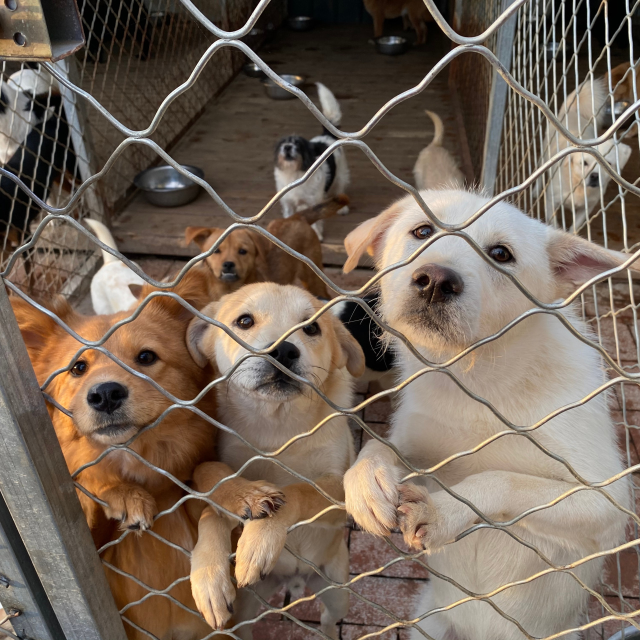今天去到了一个很有意义的地方—流浪宠物救助站.