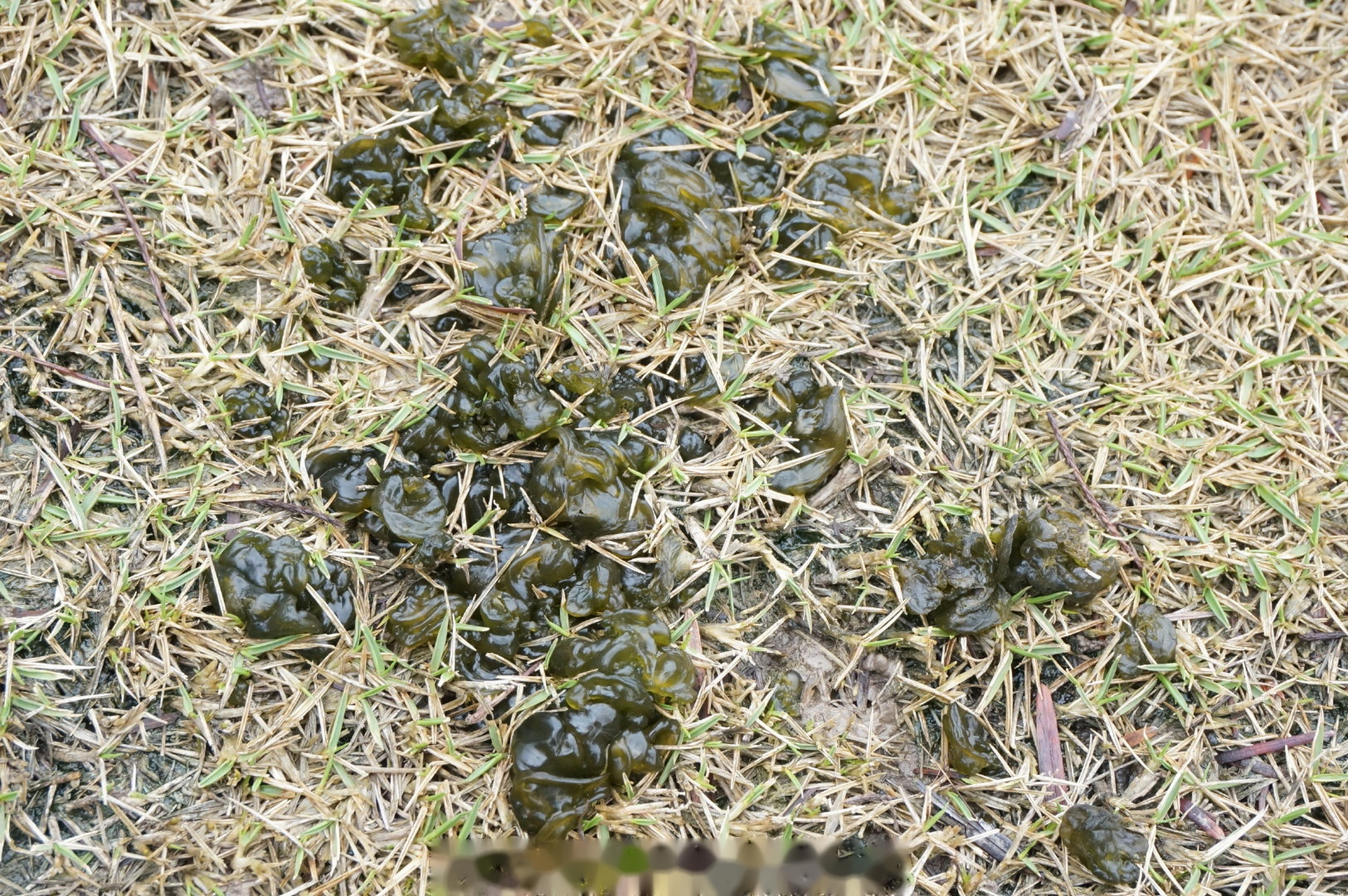 清新雨后,普通念珠藻(nostoc commune)吸饱水分,伸展开如木耳般的身姿