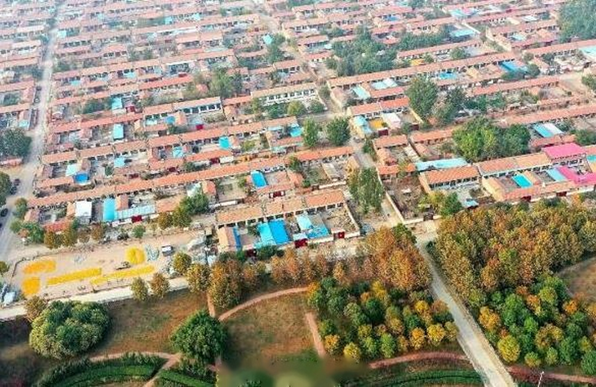 【这是我的村武清篇】青萝卜? 金萝卜!——大良镇田水铺村的致富经