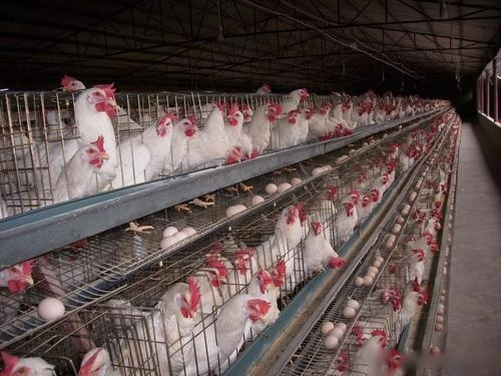 【四川西充发生一起家禽h5n6亚型高致病性禽流感疫情】农业农村部新闻