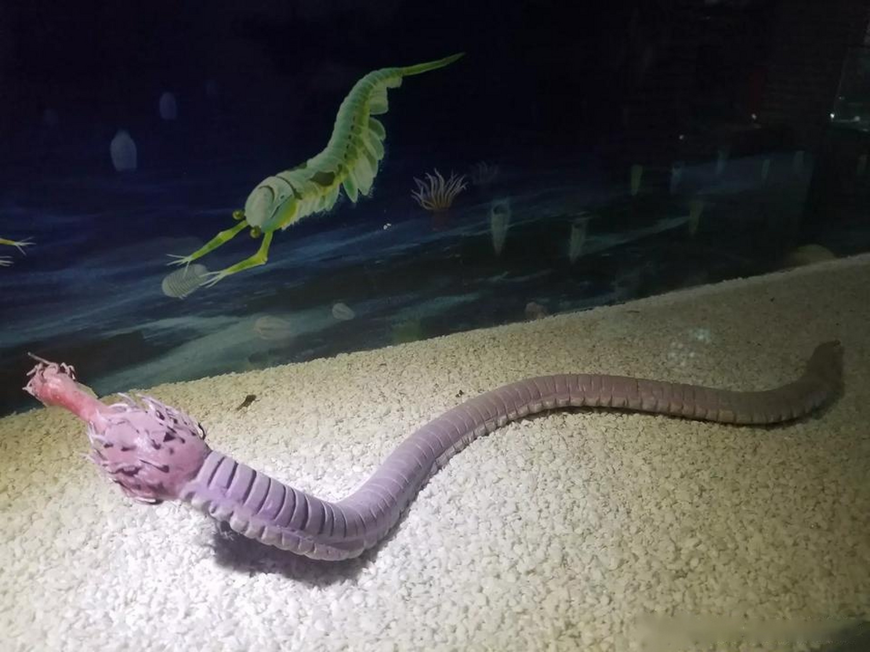 世界遗产在身边 30多年前,侯先光教授在云南澄江帽天山发现了5