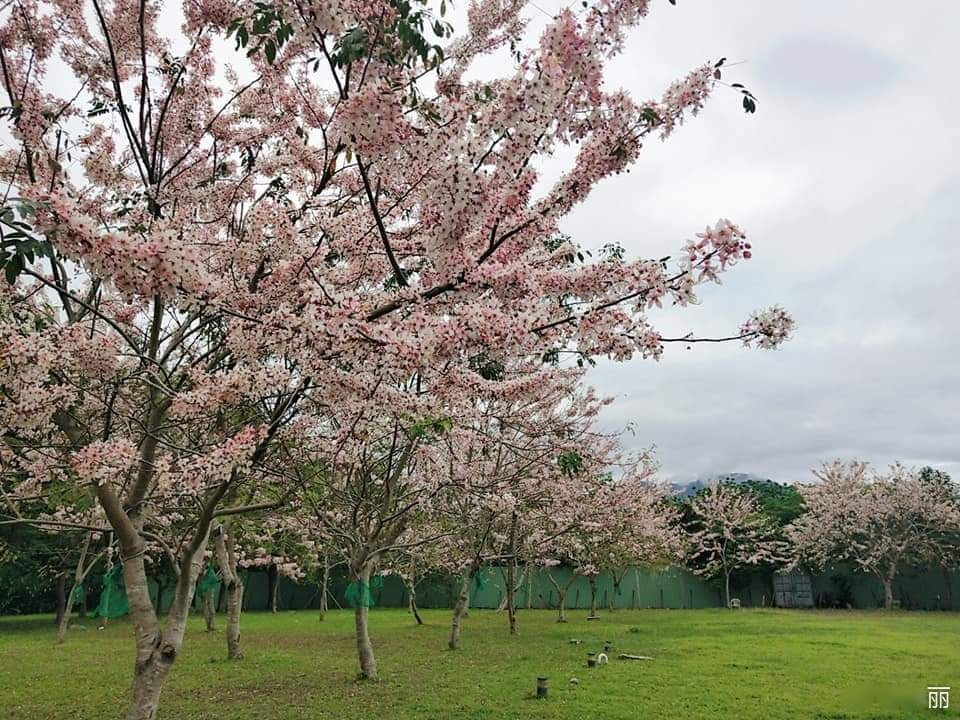 哇~美麗的花旗木大满開,浪漫的一片粉红色