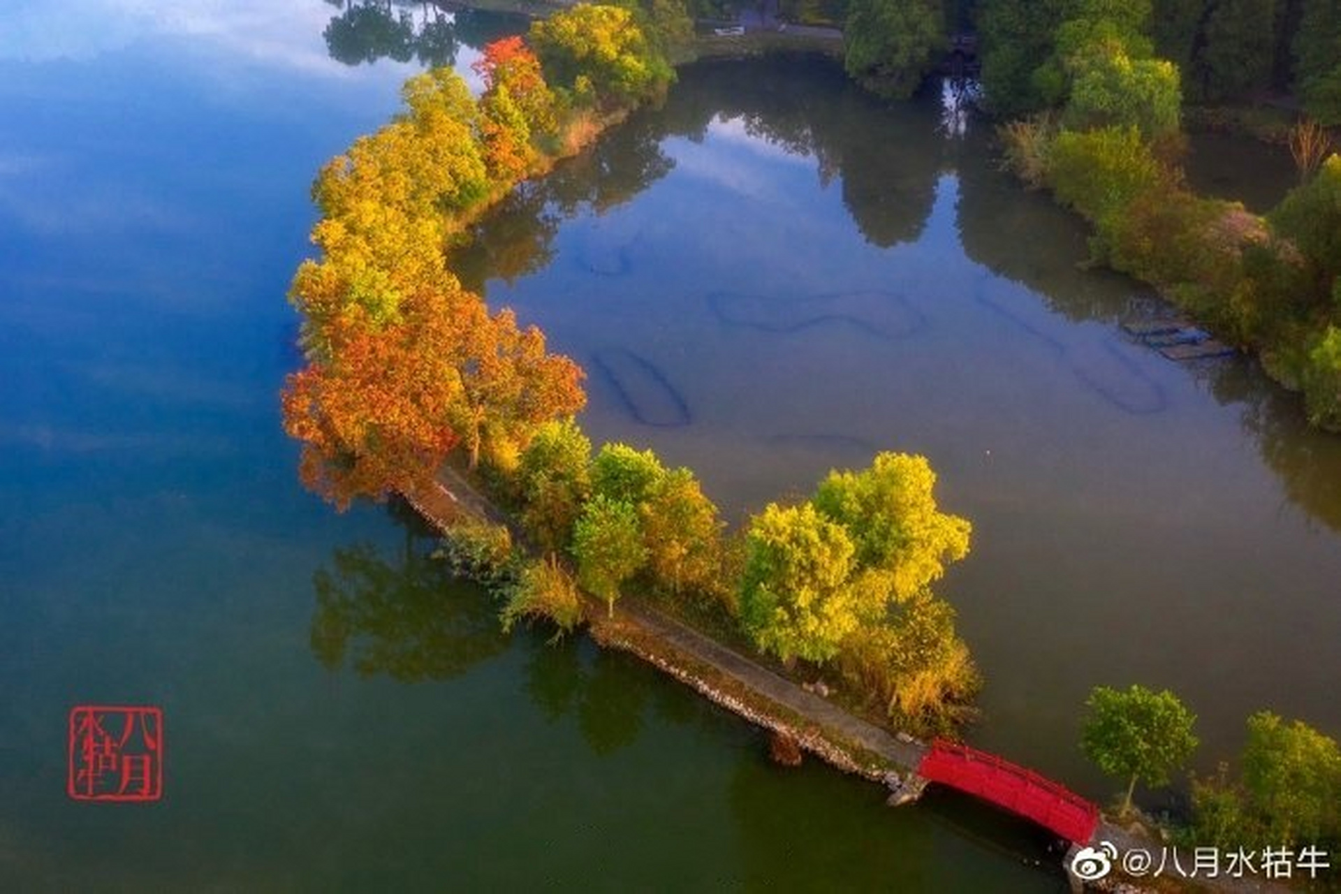 水牯牛图片