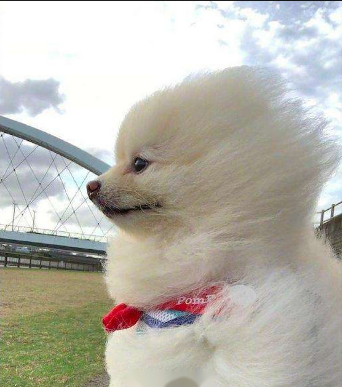 早上被5级大风吹得凌乱的造型,小伙伴,你那里今日天气还好吗?