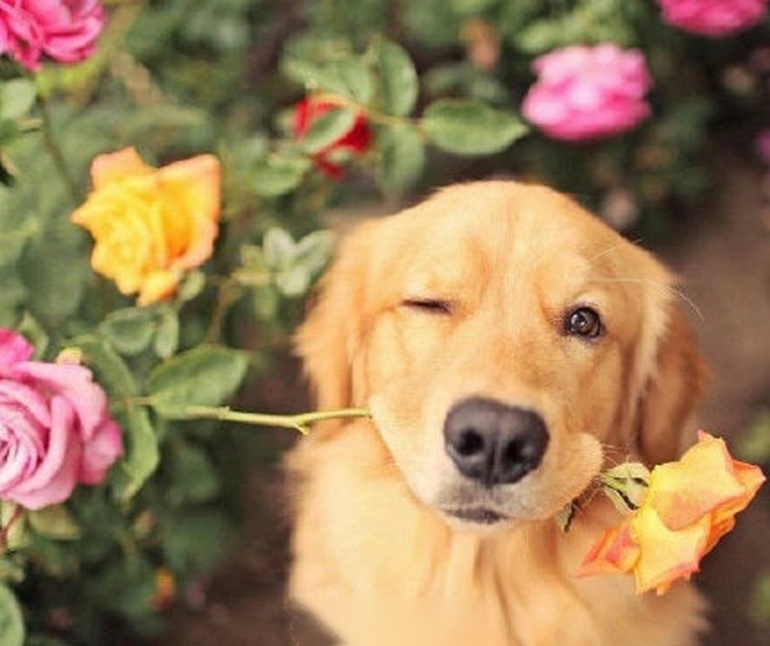 晚安# 今日周五,忙碌的一周就要结束啦,好梦哦!晚安~[月亮]