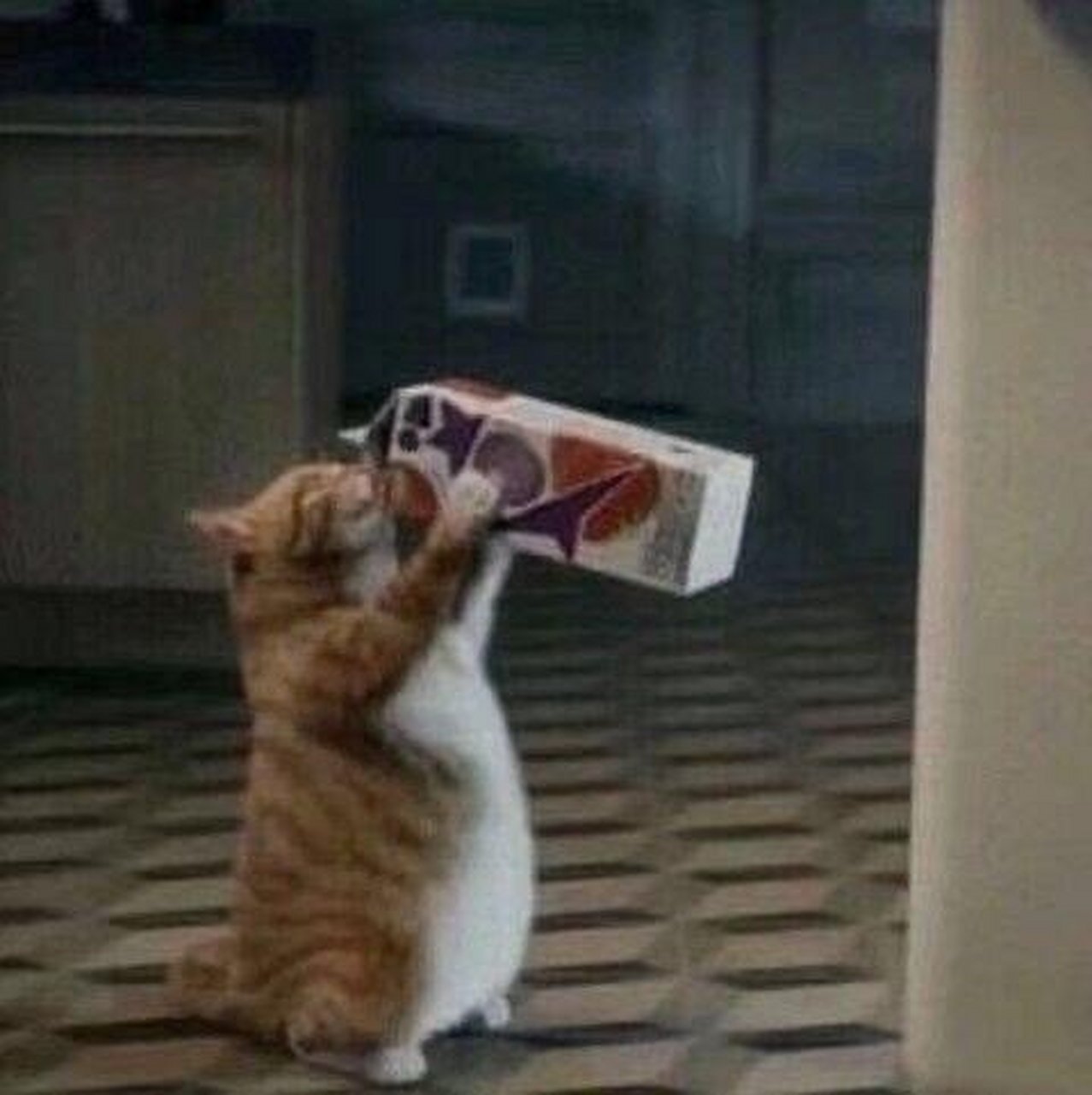 一组猫咪喝饮料表情包