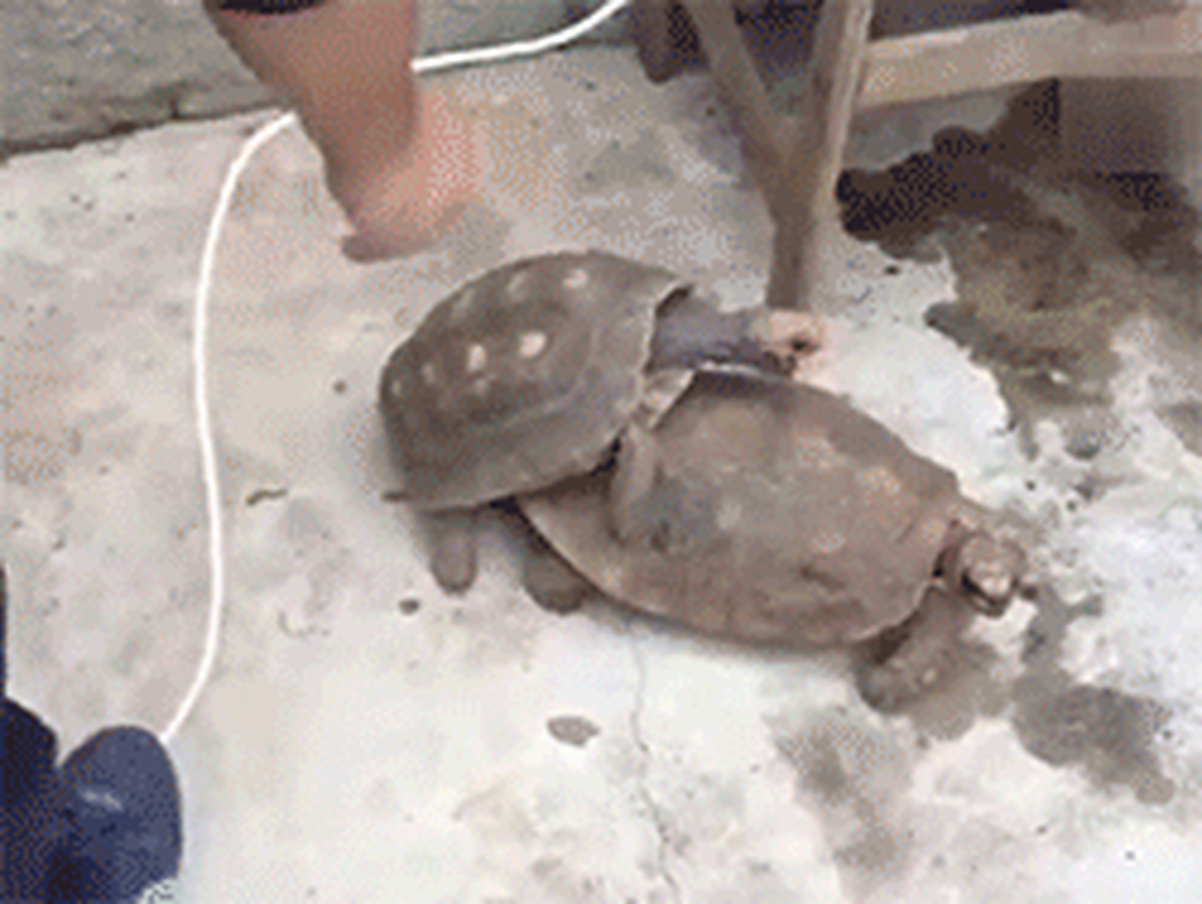 第一次见乌龟的丁丁,简直再也无法直视蘑菇了