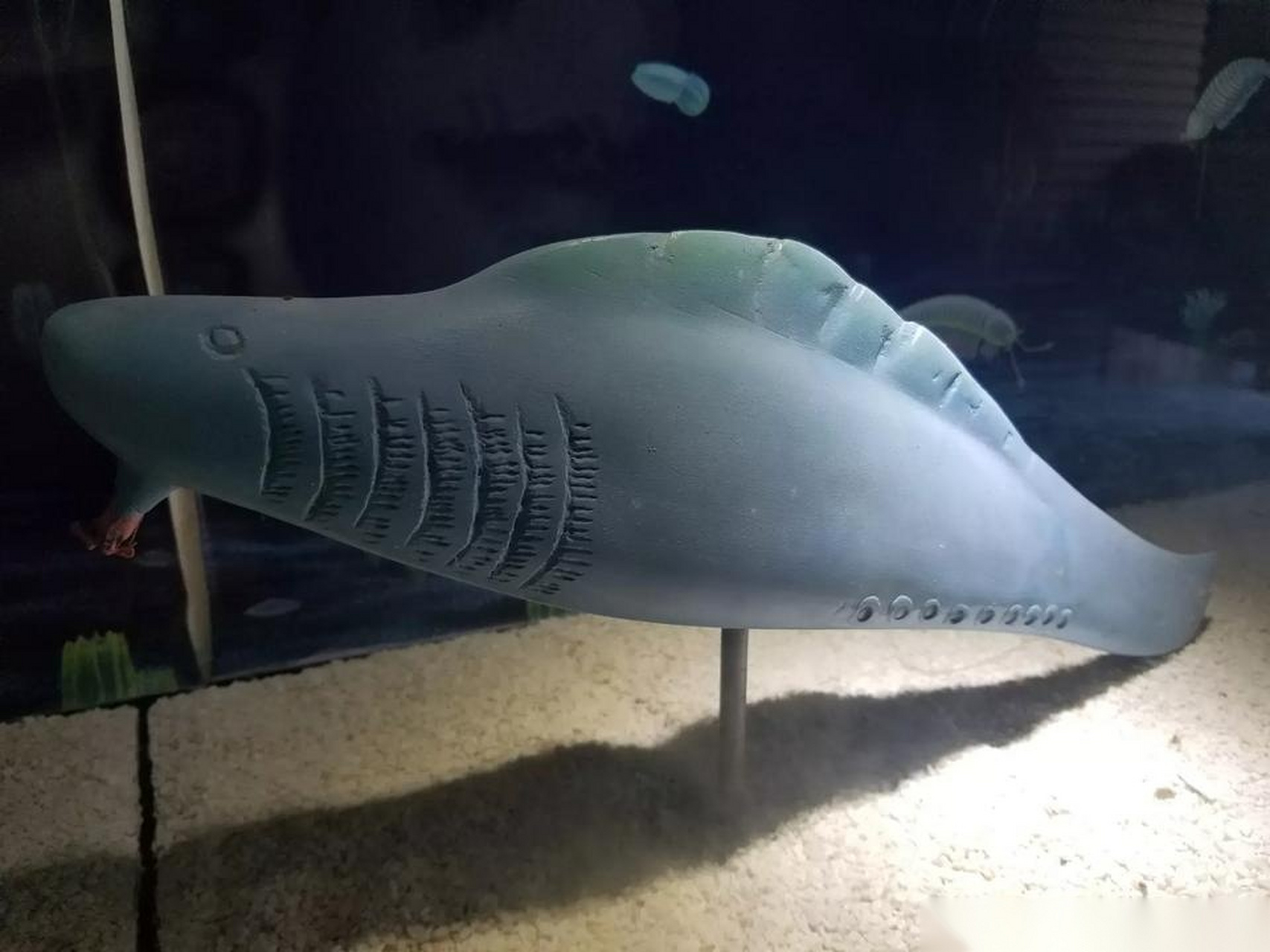 世界遗产在身边 30多年前,侯先光教授在云南澄江帽天山发现了5