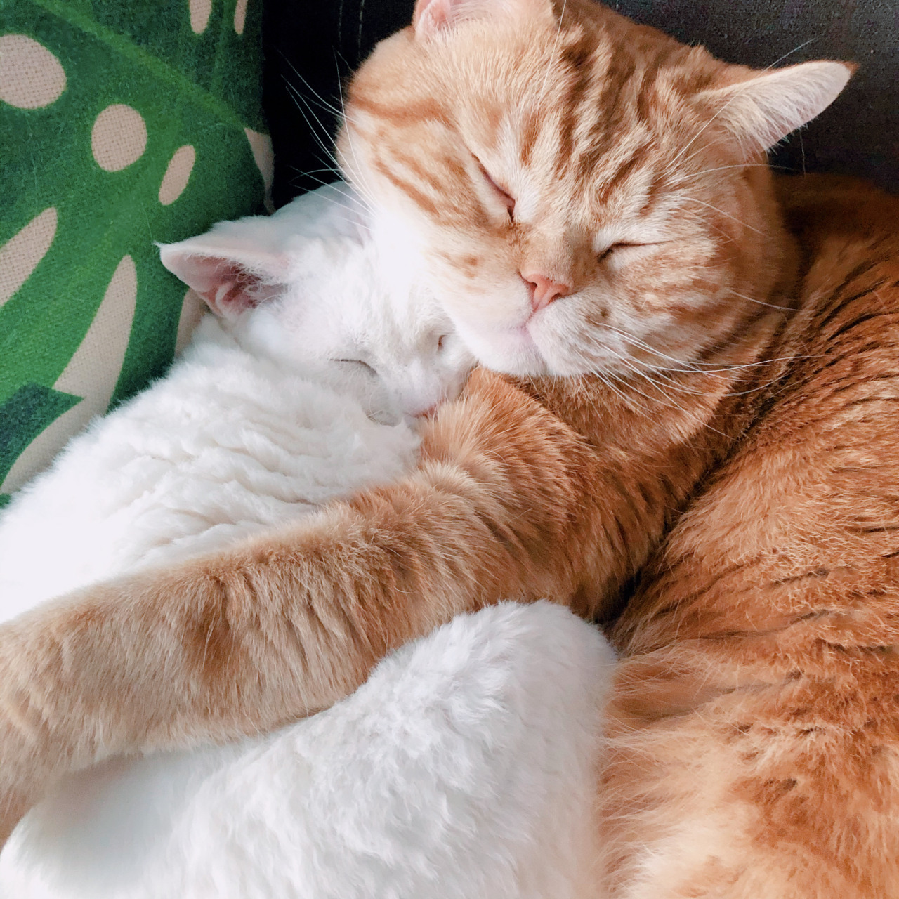 抱猫睡 好朋友应该抱在一起睡 对吧