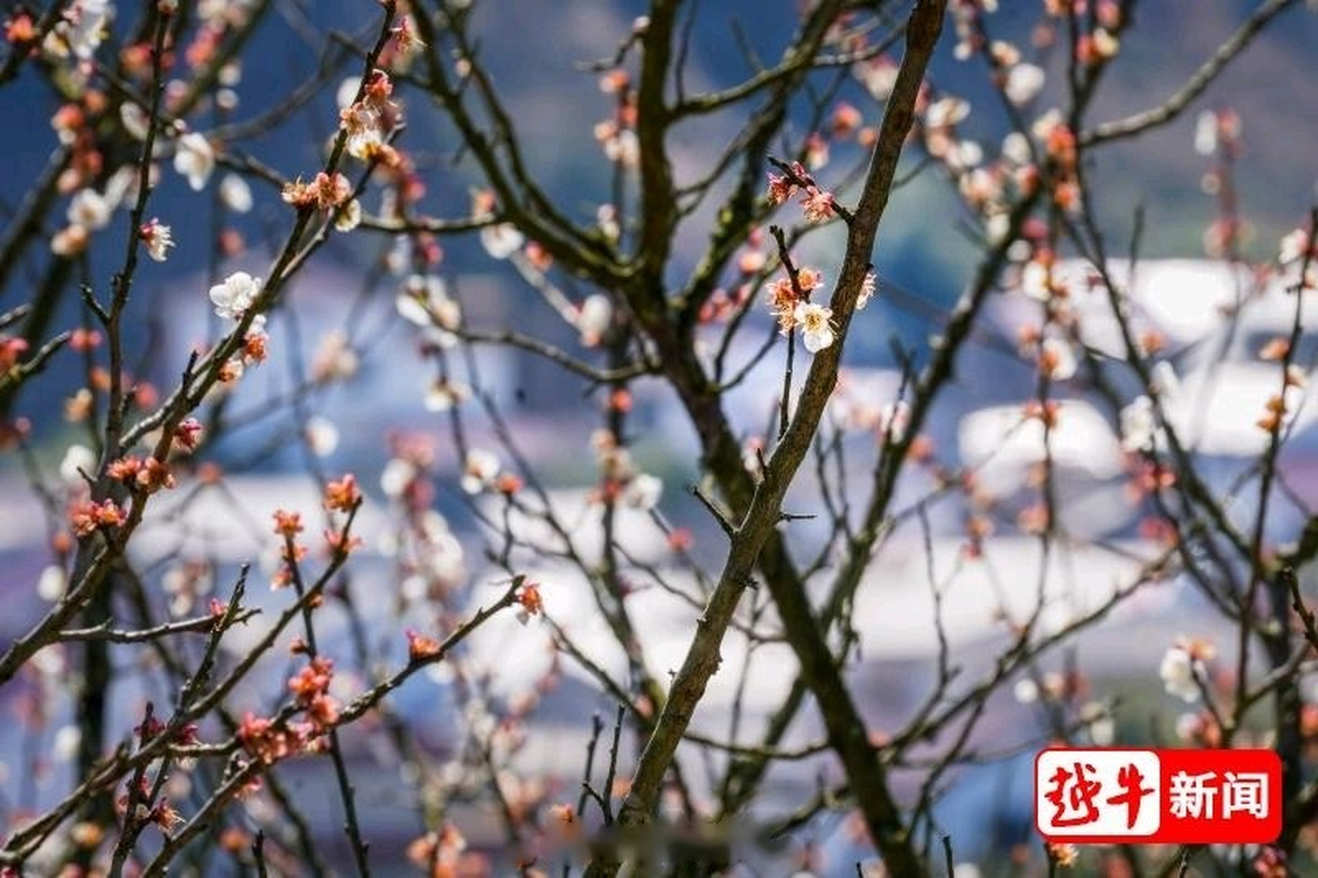 王坛香雪梅海图片