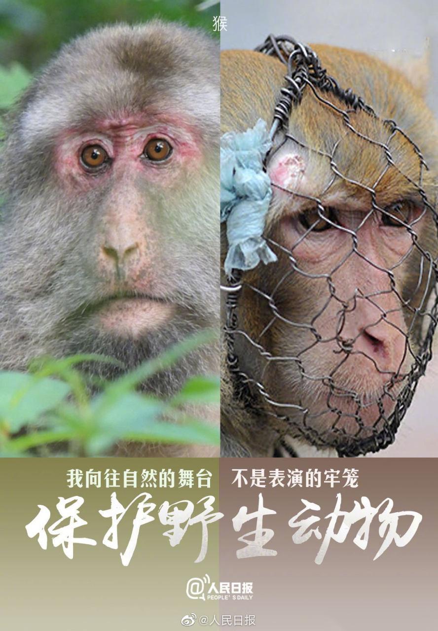 【今天,2020世界动物日,请为它们发条微博】当前,全球物种灭绝速度不
