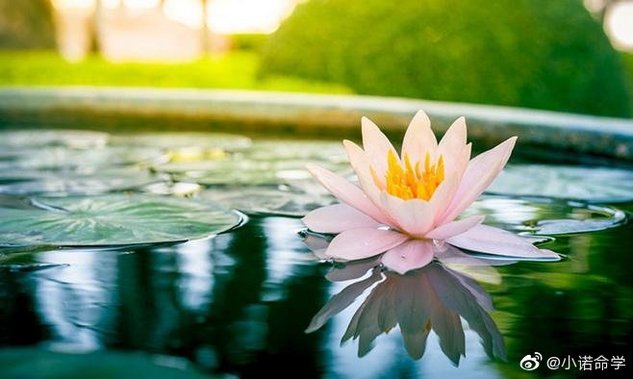 希望小诺老师帮我看看将来运势.