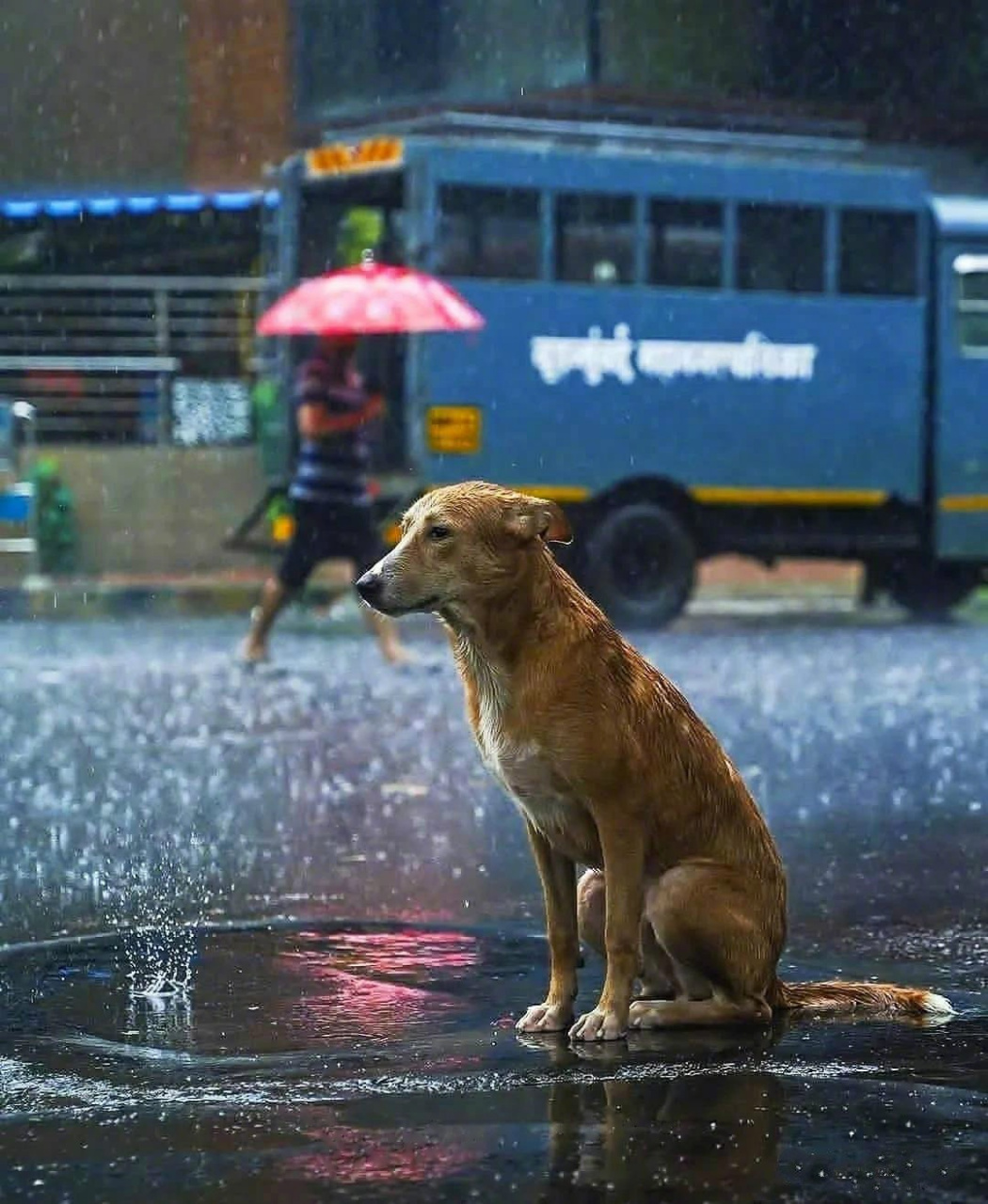 在雨中等待主人的狗狗