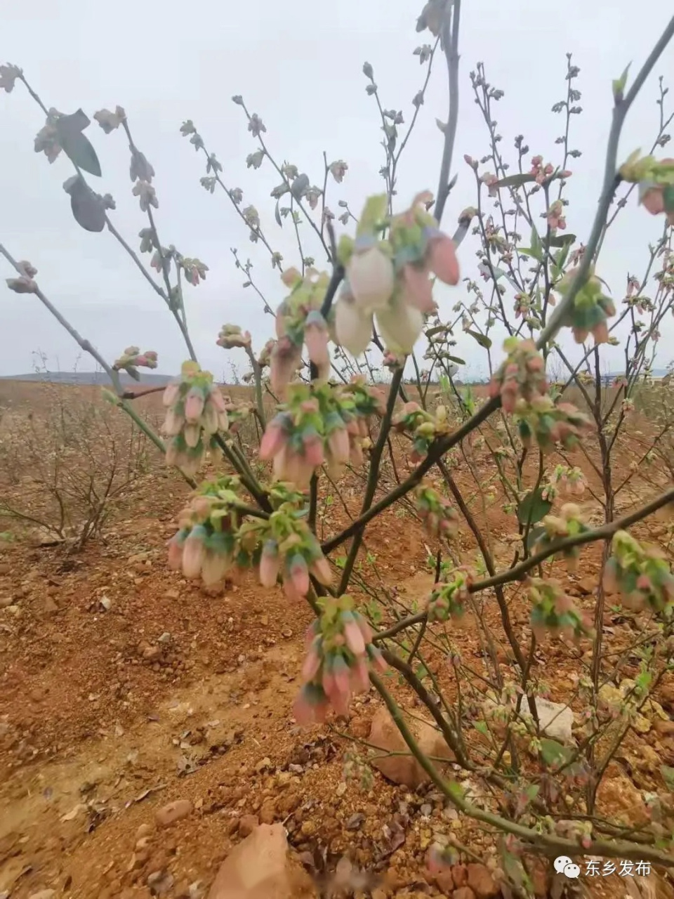 【东腾工业园万亩蓝莓基地大苗开花】 在位于珀玕乡的东乡经开区东腾