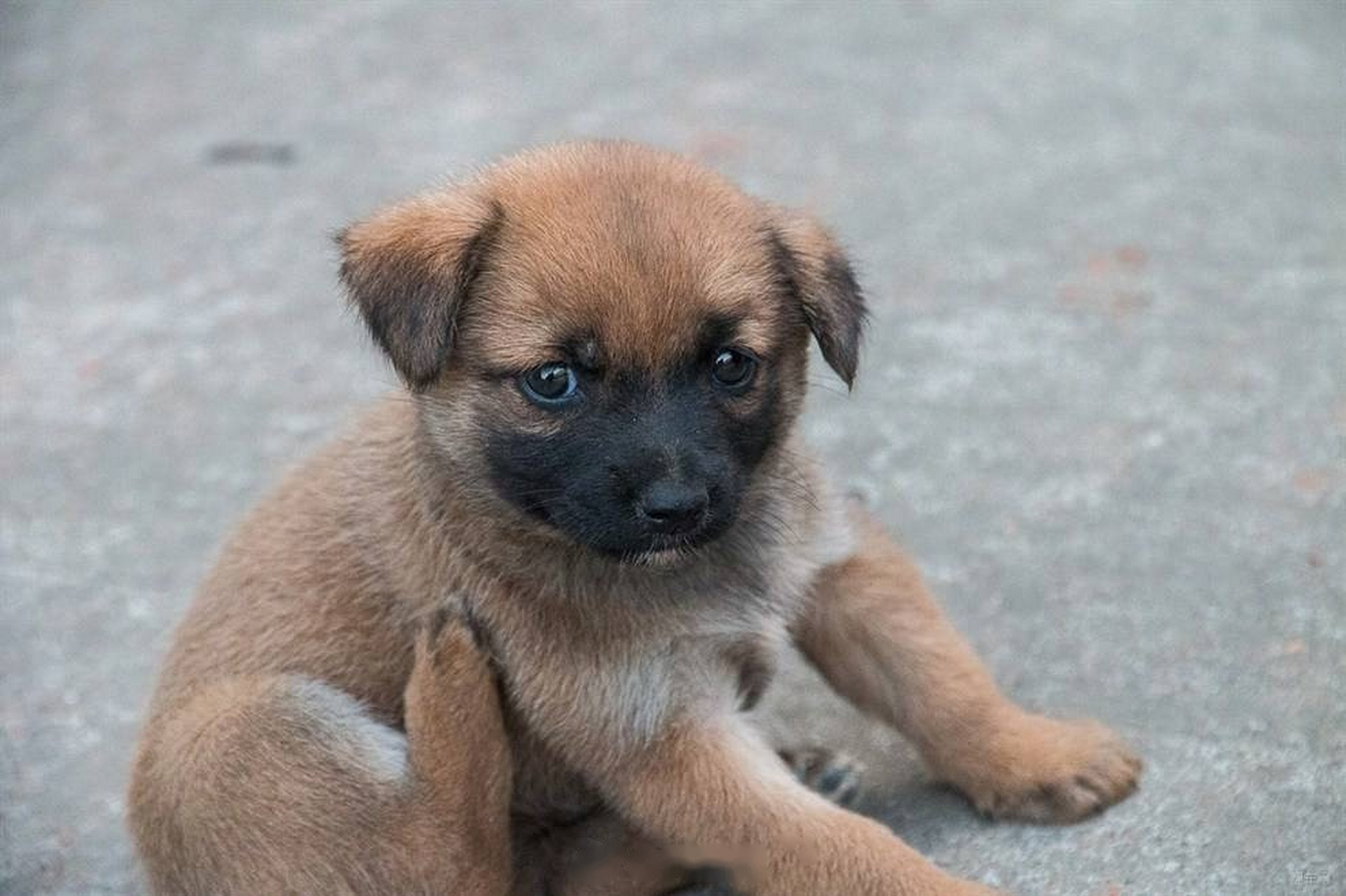 【大连有奖举报48种禁养犬,中华田园犬被列入烈性犬种类】大连市区内